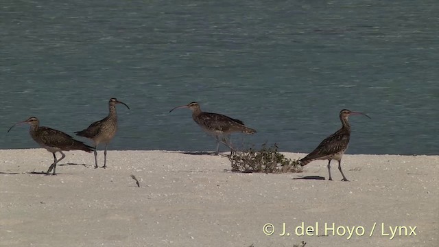 Bristle-thighed Curlew - ML201398231