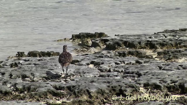 Bristle-thighed Curlew - ML201398261