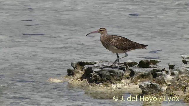 Bristle-thighed Curlew - ML201398271