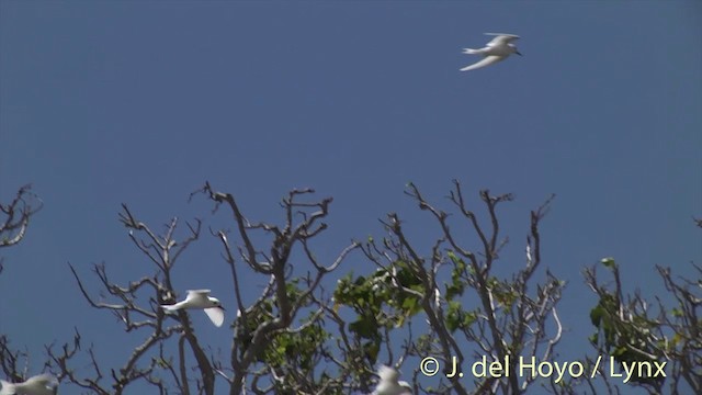 White Tern (Pacific) - ML201398291