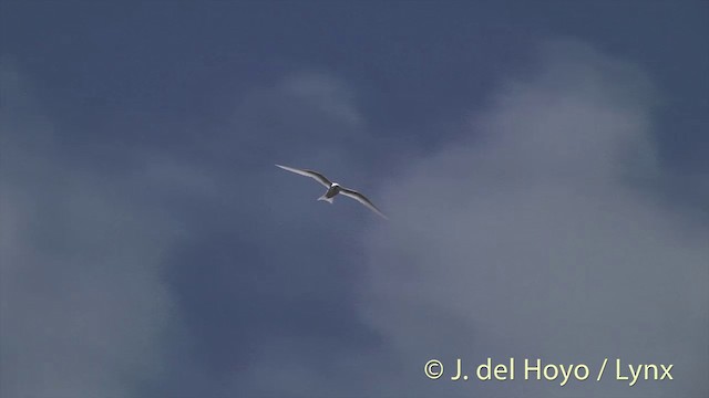 White Tern (Pacific) - ML201398311