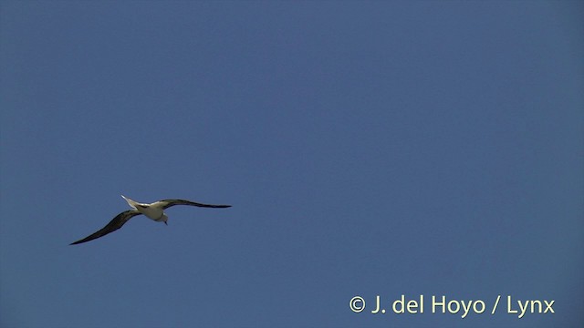 Red-footed Booby (Indopacific) - ML201398321