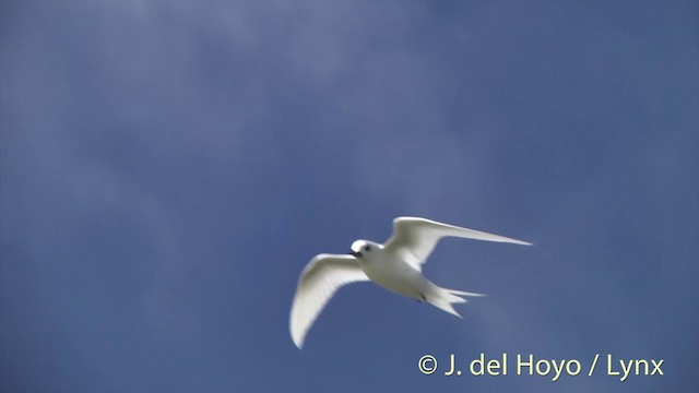 White Tern (Pacific) - ML201398471