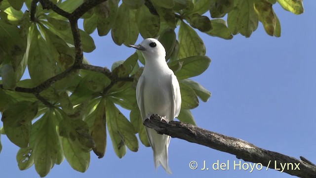 White Tern (Pacific) - ML201398571