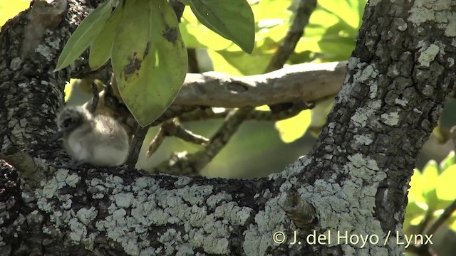 Крячок білий (підвид candida/leucopes) - ML201398591