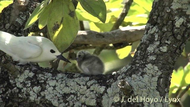 Крячок білий (підвид candida/leucopes) - ML201398601