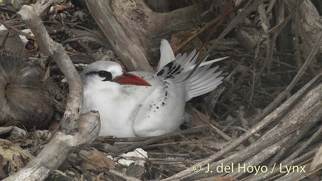 Red-tailed Tropicbird - ML201398641