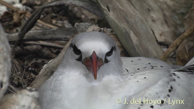 Red-tailed Tropicbird - ML201398651