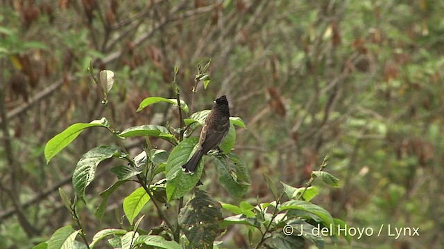 Red-vented Bulbul - ML201398701