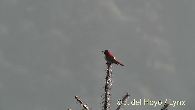 Fire-tailed Sunbird - ML201398721