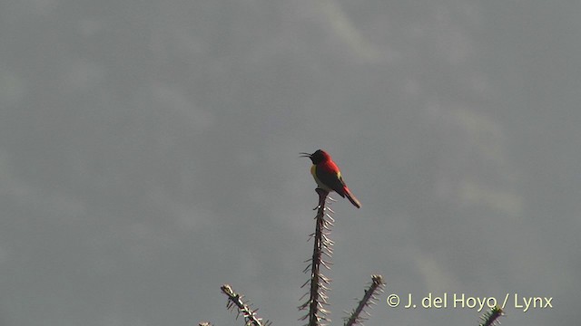 Fire-tailed Sunbird - ML201398741