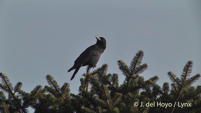 Large-billed Crow (Large-billed) - ML201398891