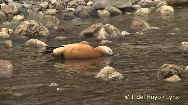  - Ruddy Shelduck