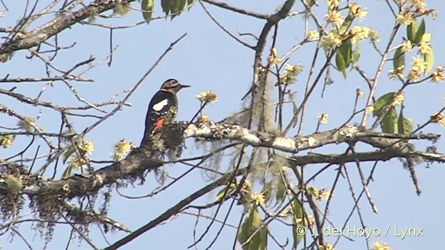  - Darjeeling Woodpecker