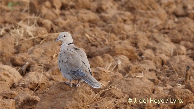 Eurasian Collared-Dove - ML201399501