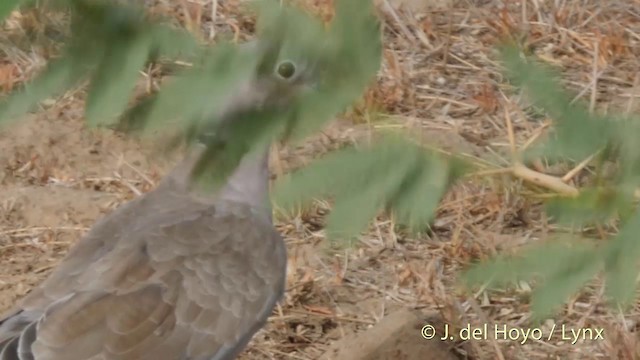 Eurasian Collared-Dove - ML201399511