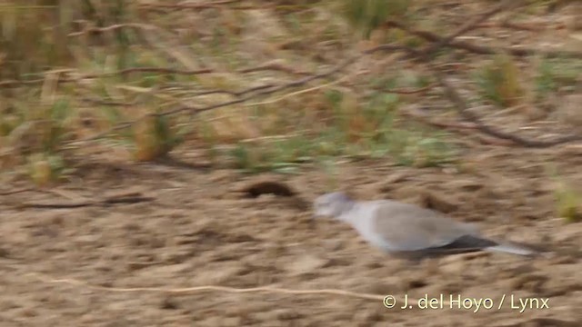 Eurasian Collared-Dove - ML201399521