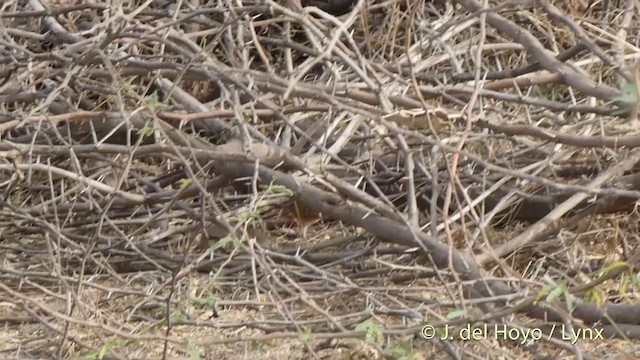 棕三趾鶉 - ML201399541