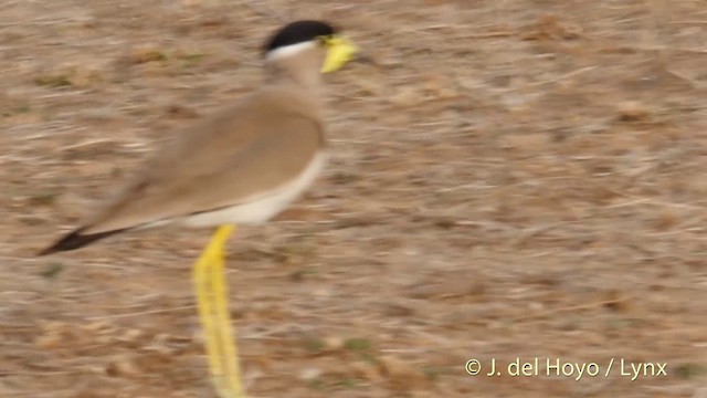 Yellow-wattled Lapwing - ML201399701