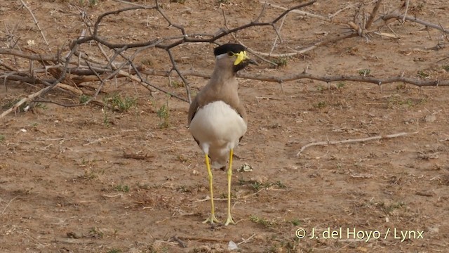 Yellow-wattled Lapwing - ML201399731