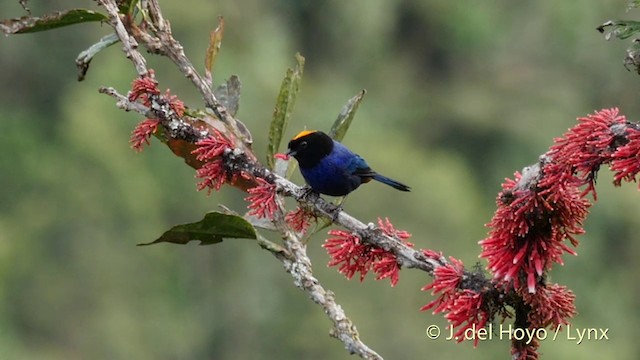 Golden-crowned Tanager - ML201400041