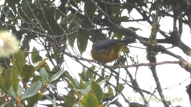 Lacrimose Mountain Tanager (palpebrosus Group) - ML201400321