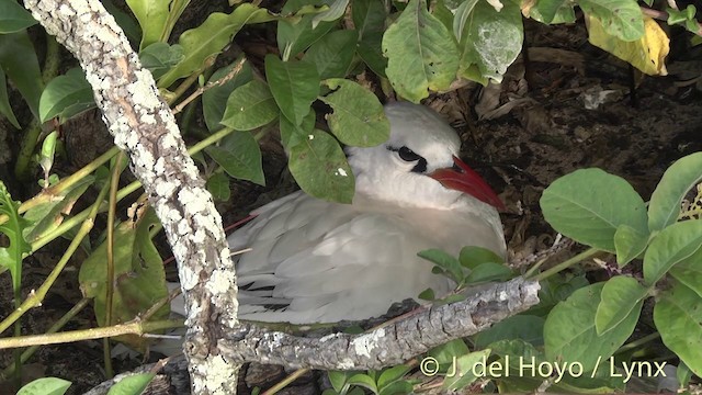 Red-tailed Tropicbird - ML201400391