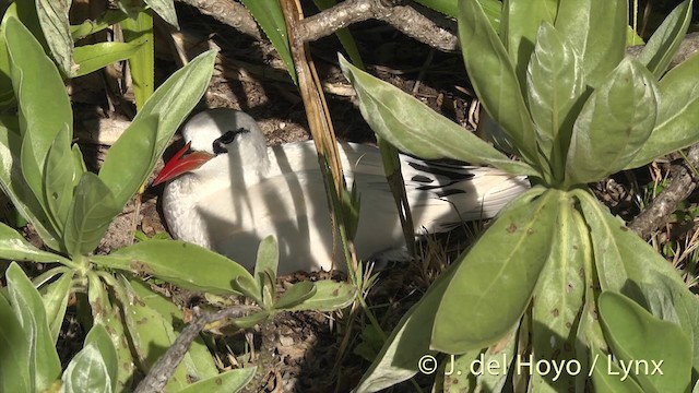 紅尾熱帶鳥 - ML201400431