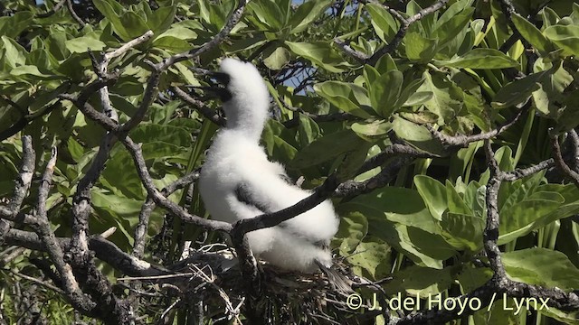 Red-footed Booby - ML201400611