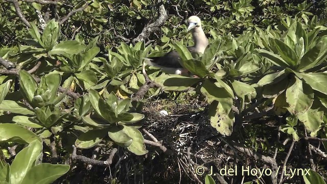 Red-footed Booby - ML201400641