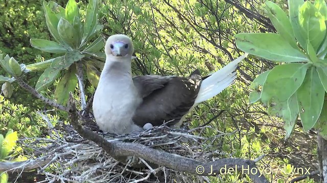 Red-footed Booby - ML201400651