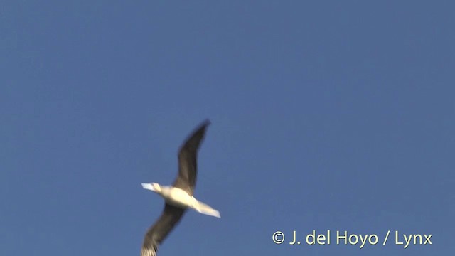Red-footed Booby - ML201400671