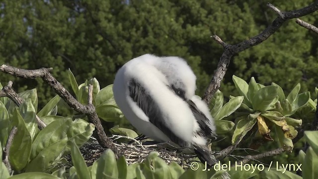 Red-footed Booby - ML201400731