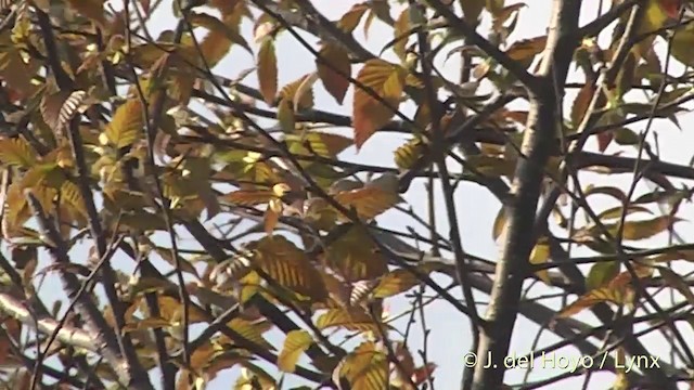 Large-billed Leaf Warbler - ML201400991