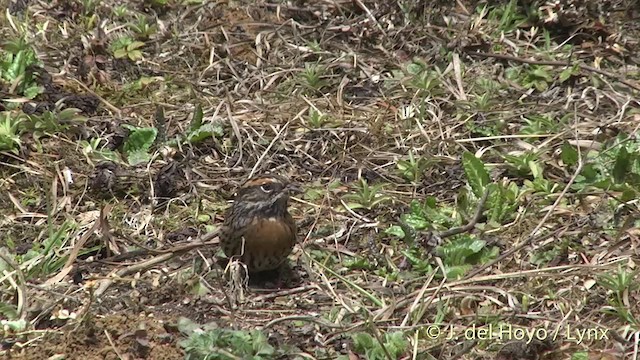 Rufous-breasted Accentor - ML201401021