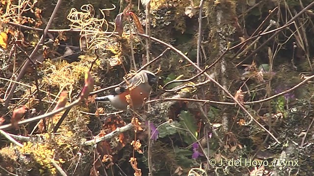 Gray-headed Bullfinch - ML201401041