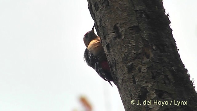 Rufous-bellied Woodpecker - ML201401351