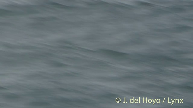 Black-tailed Gull - ML201401561