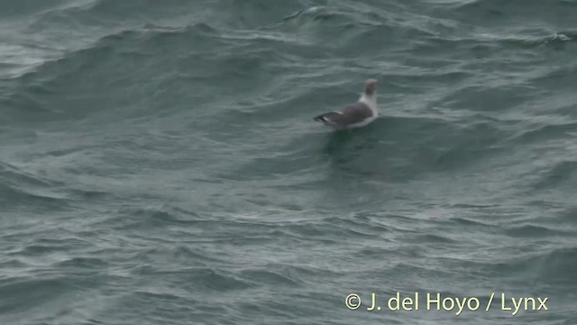 Black-tailed Gull - ML201401571