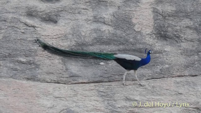 Indian Peafowl - ML201401621