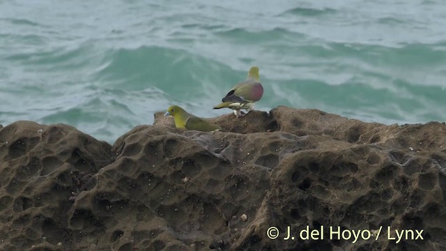 White-bellied Green-Pigeon - ML201401701