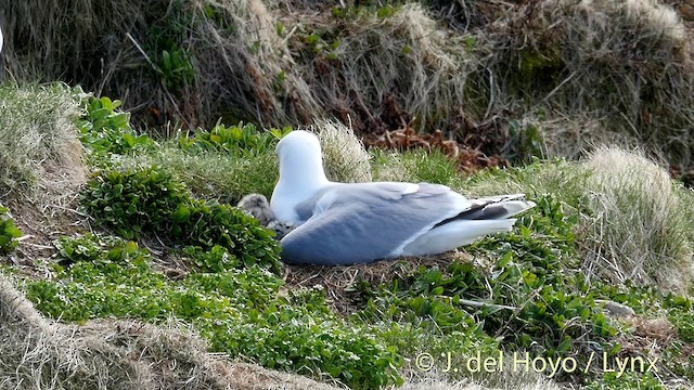 Herring Gull (European) - ML201402221