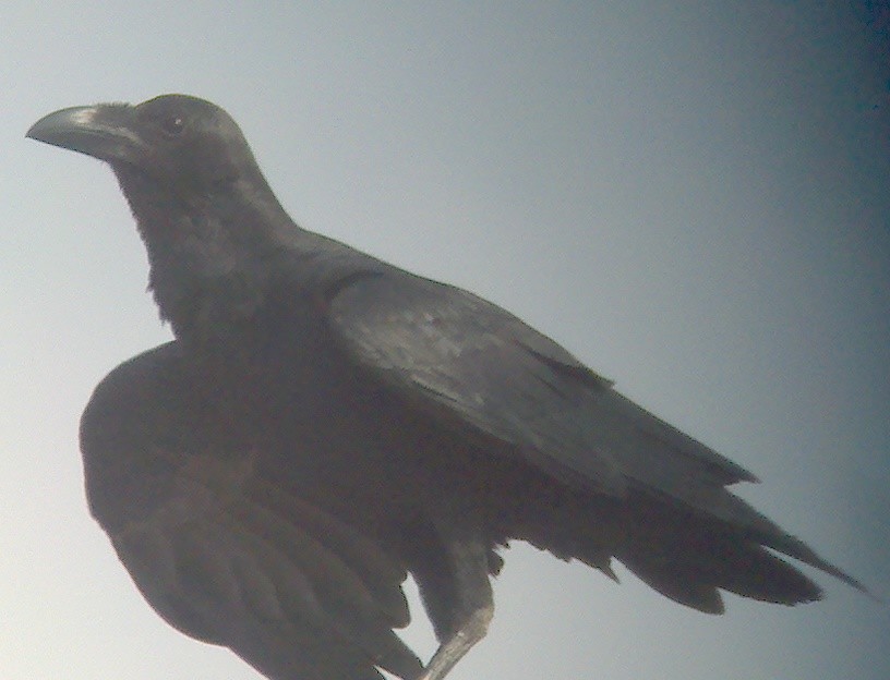 Fan-tailed Raven - Dan Scheiman