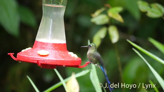 Violet-tailed Sylph - ML201402451