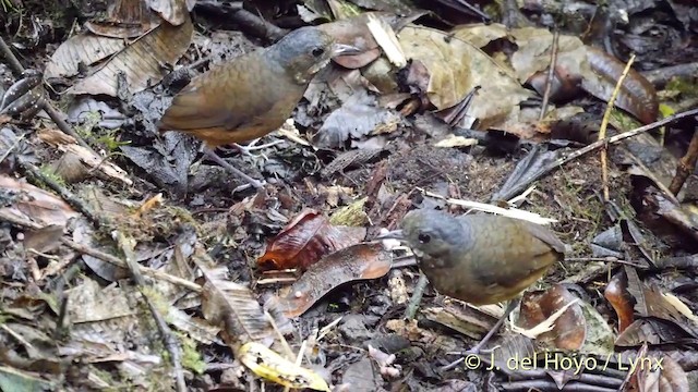 Moustached Antpitta - ML201402571