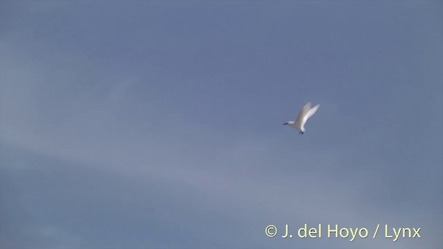Red-tailed Tropicbird - ML201402661