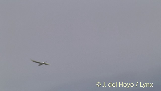 Red-tailed Tropicbird - ML201402671