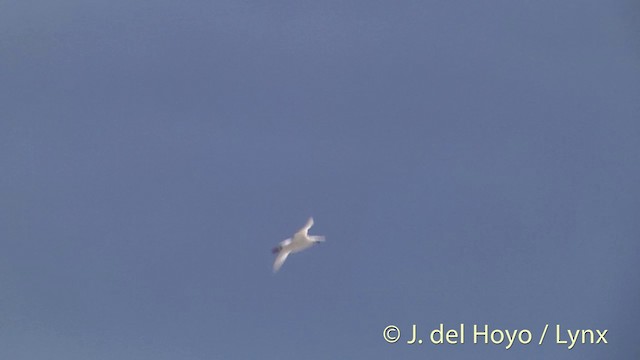 Red-tailed Tropicbird - ML201402691