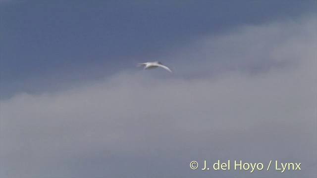 Red-tailed Tropicbird - ML201402701