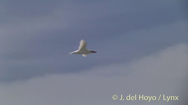 Red-tailed Tropicbird - ML201402711